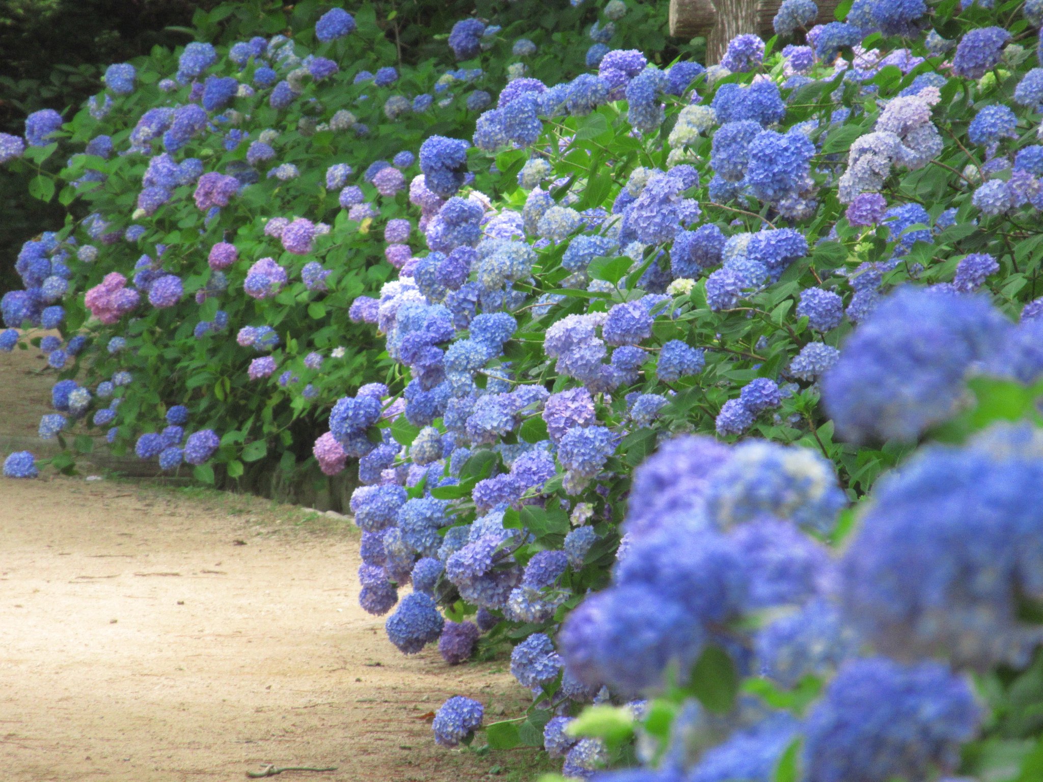 🌳 고베 시립 삼림식물원 (고베 시리츠 신린 쇼쿠부츠엔)